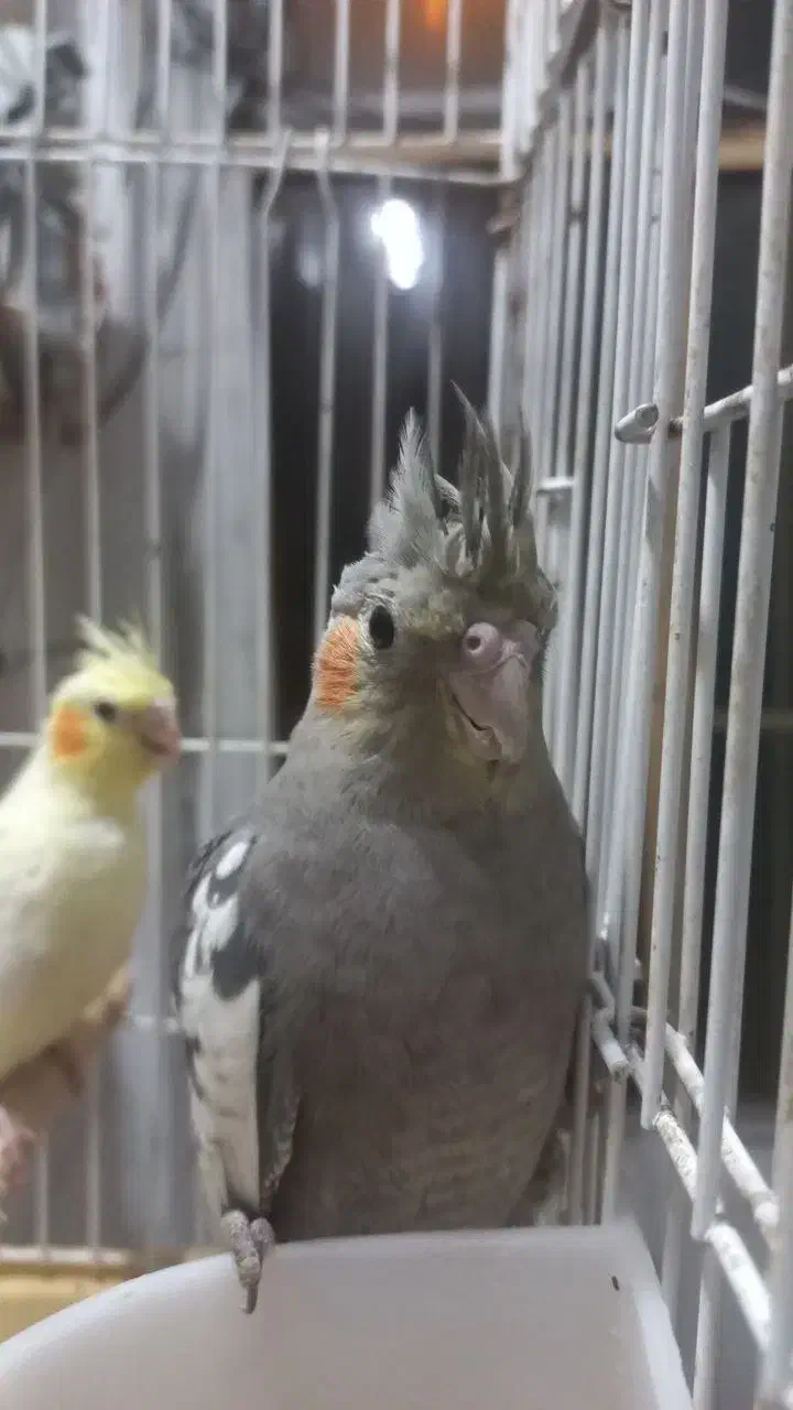 تعدادی عروس هلندی یک تا چهارماه دانخور|پرنده|رضوانشهر, |دیوار