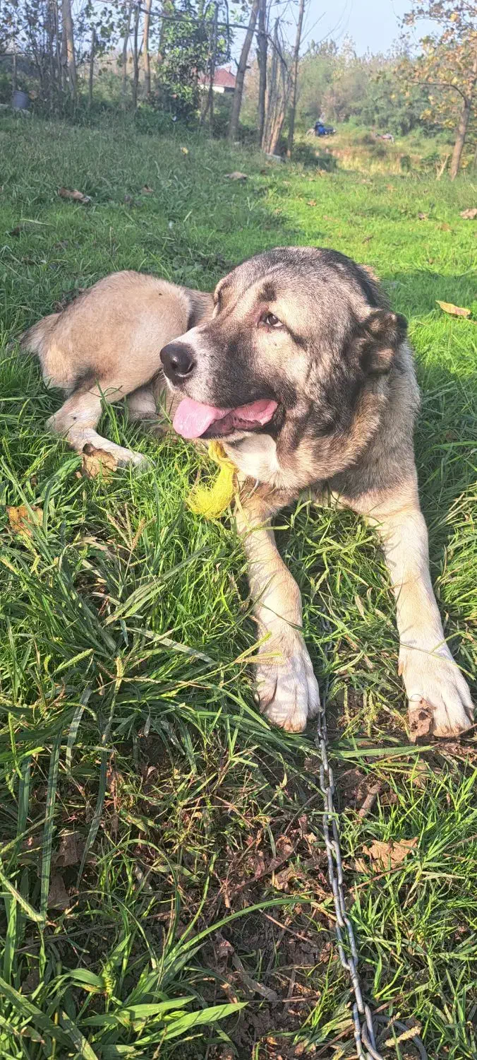 سگ سراب|سگ|آستانه اشرفیه, |دیوار