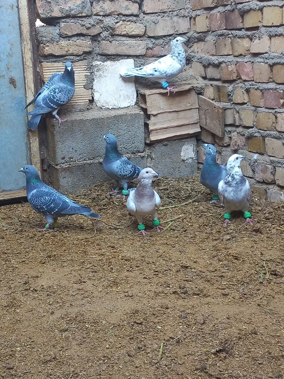 پرنده|پرنده|نیشابور, بلوار گلها|دیوار