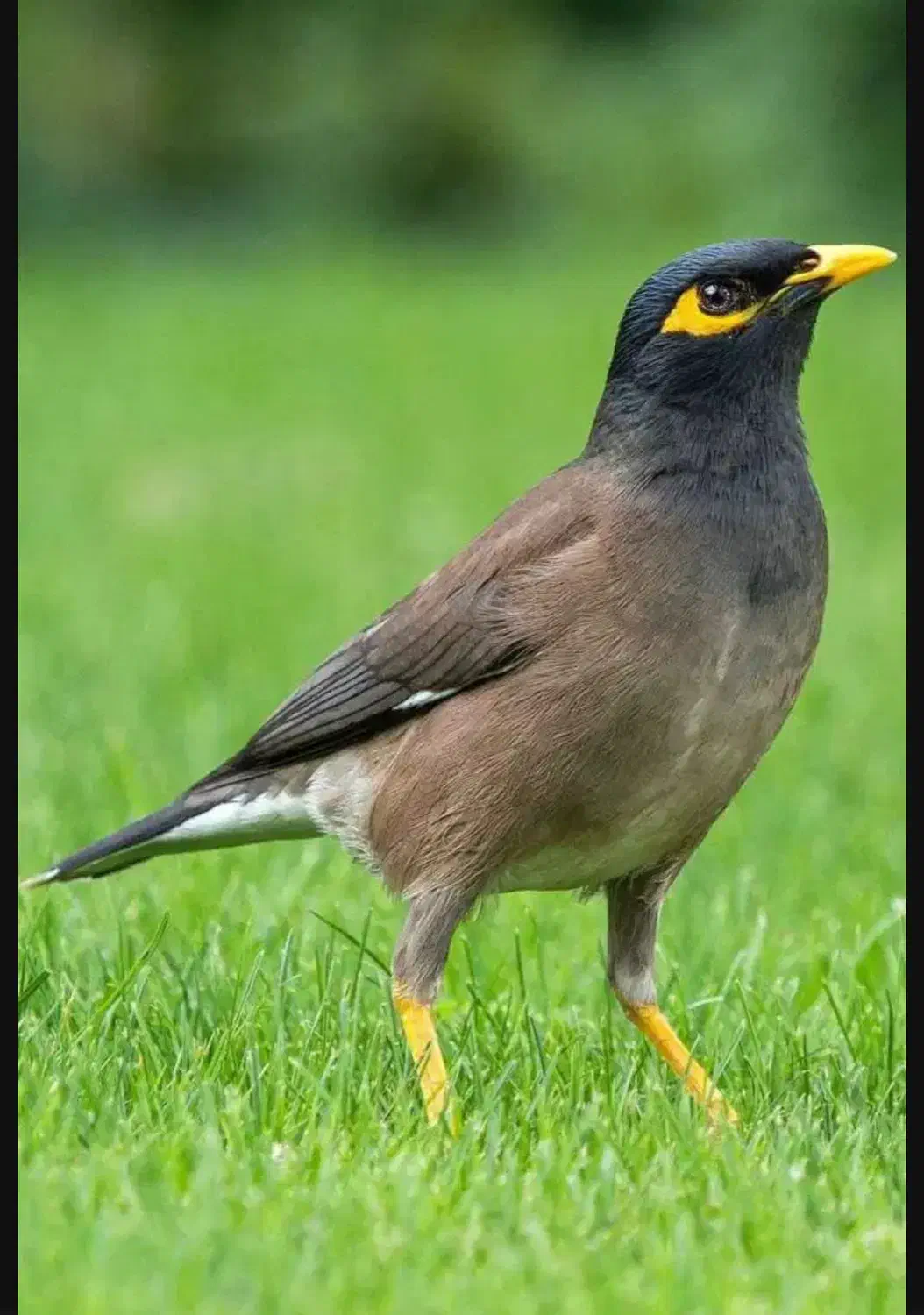 مرغ مینا|پرنده|قشم, |دیوار