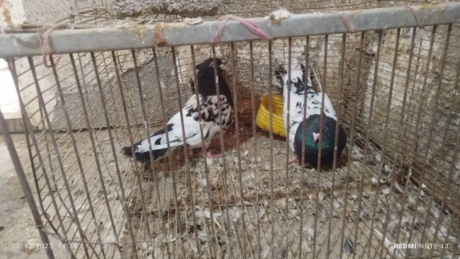 کله سیاه|پرنده|شوشتر, |دیوار