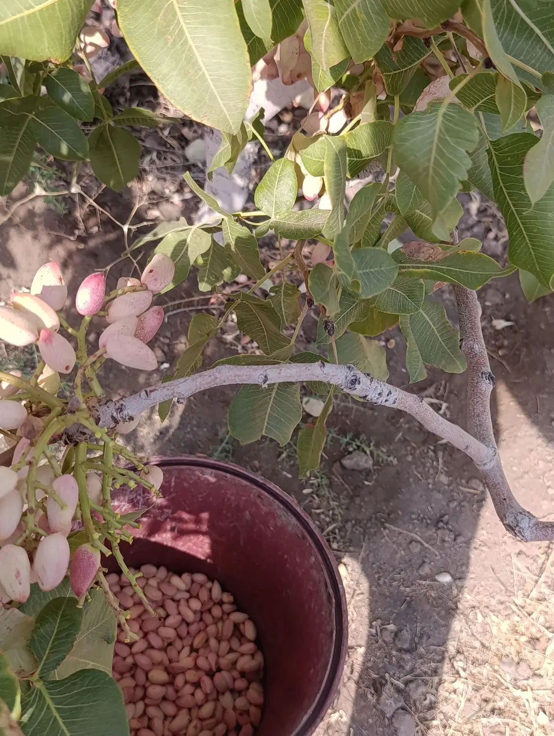 پسته|خوردنی و آشامیدنی|تبریز, |دیوار