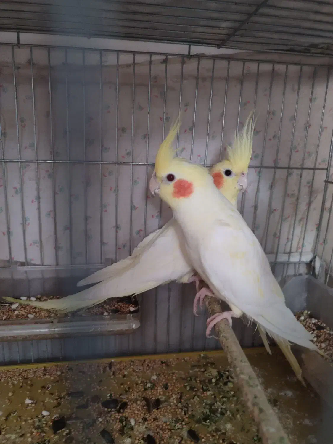 عروس هلندی 3 ماهه|پرنده|تبریز, |دیوار