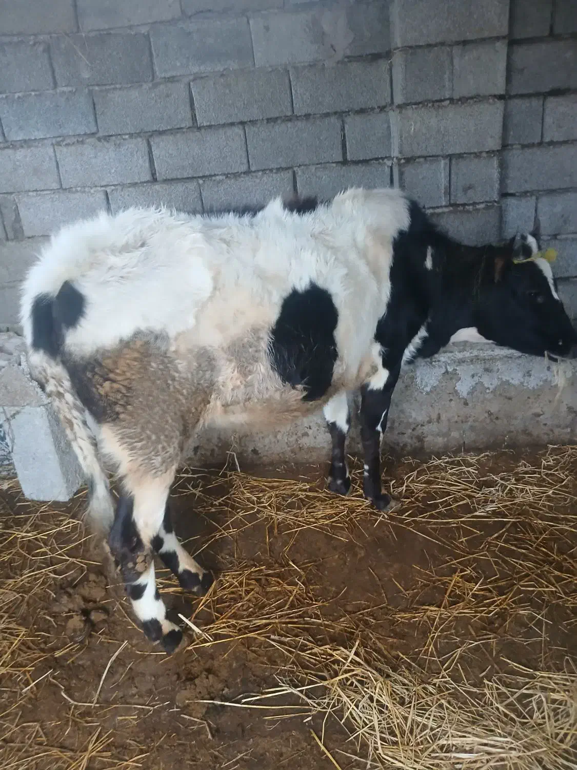 گوساله ماده قیمت آخرنوشتم کمترنمیدیم محلی|حیوانات مزرعه|ضیابر, |دیوار