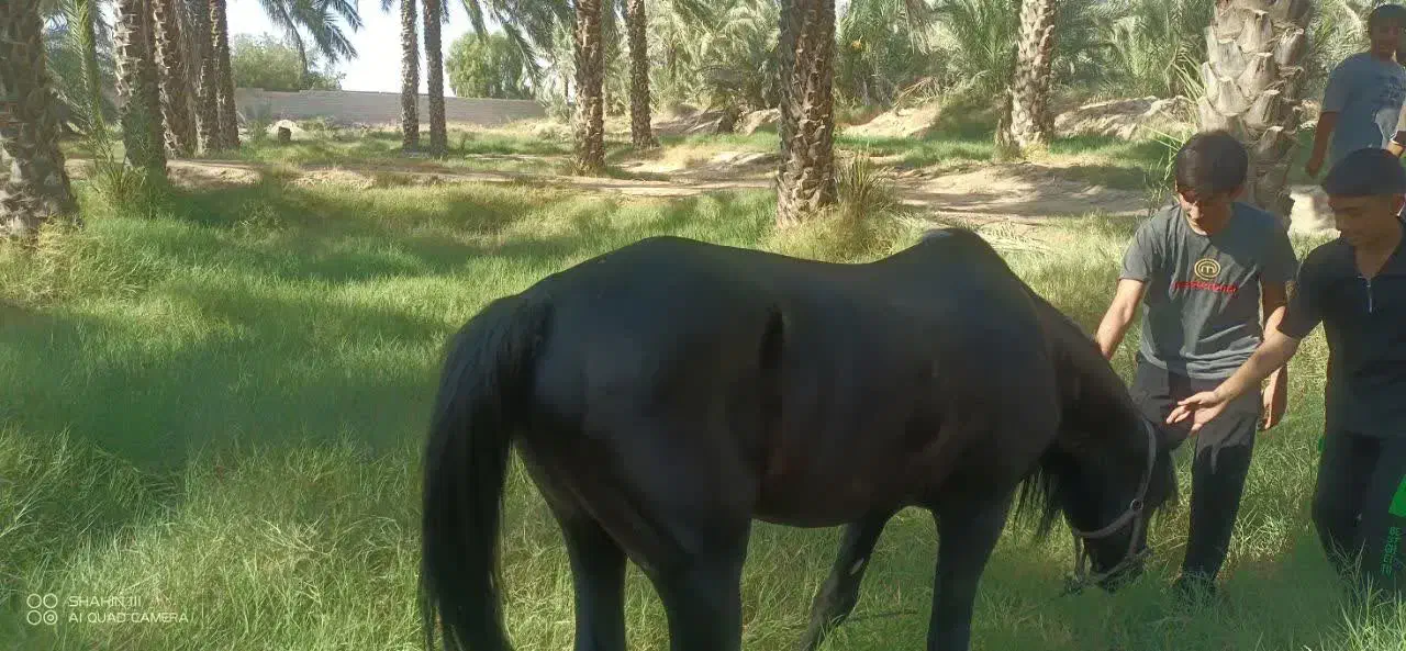 اسب عرب نر|اسب و تجهیزات اسبسواری|برازجان, |دیوار