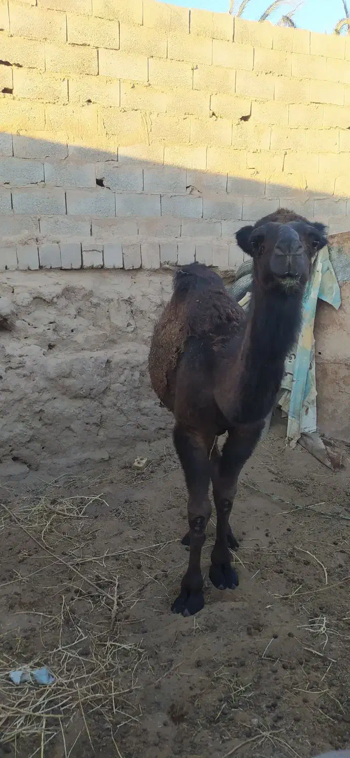 شتر|حیوانات مزرعه|بافق, |دیوار