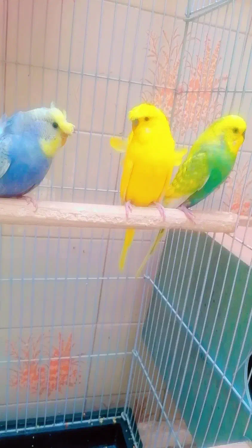 عروس هلندی دو عدد باهم 900 و مرغ عشق و خرگوش|موش و خرگوش|یزد, |دیوار