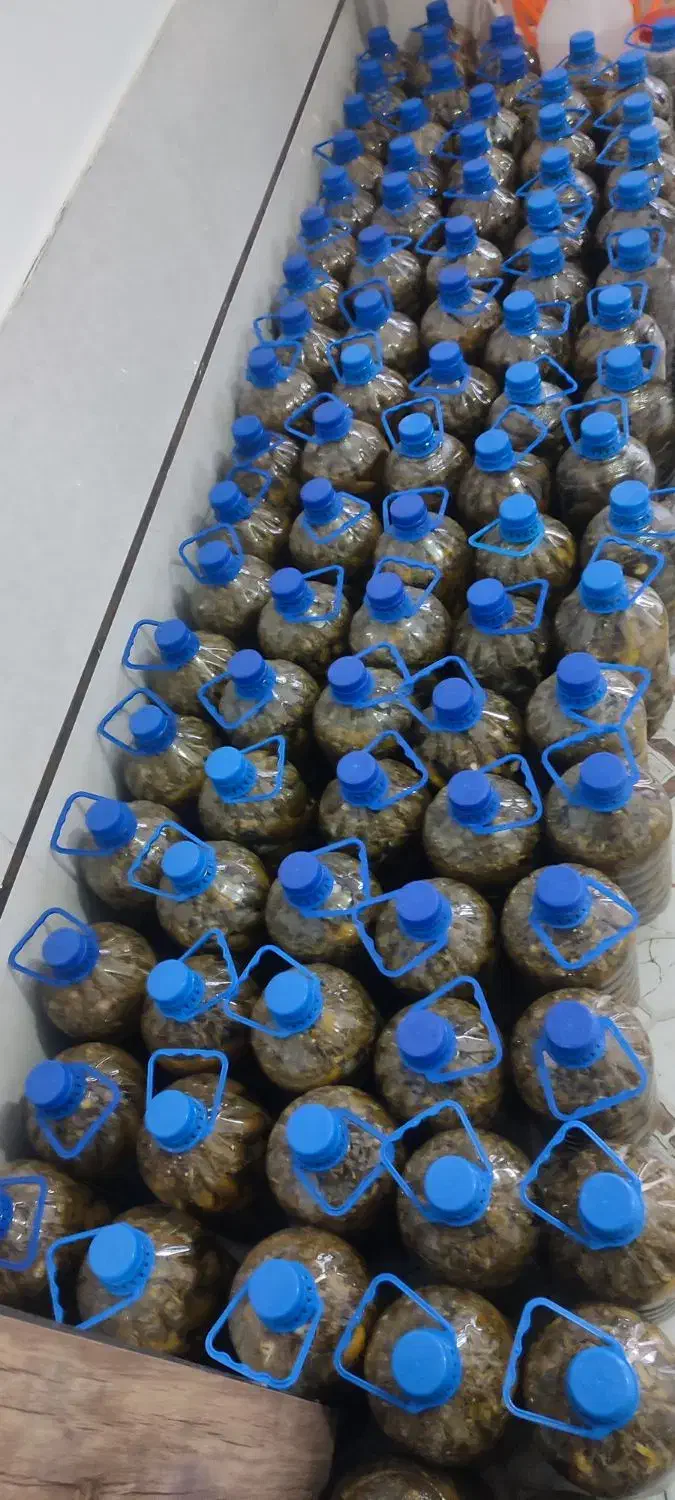 خیار شور خانگی درجه 1|خوردنی و آشامیدنی|مهاباد (آذربایجان غربی), |دیوار