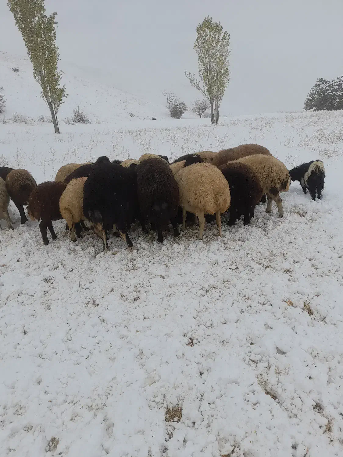 دو عدد بزغاله نر|حیوانات مزرعه|سقز, |دیوار
