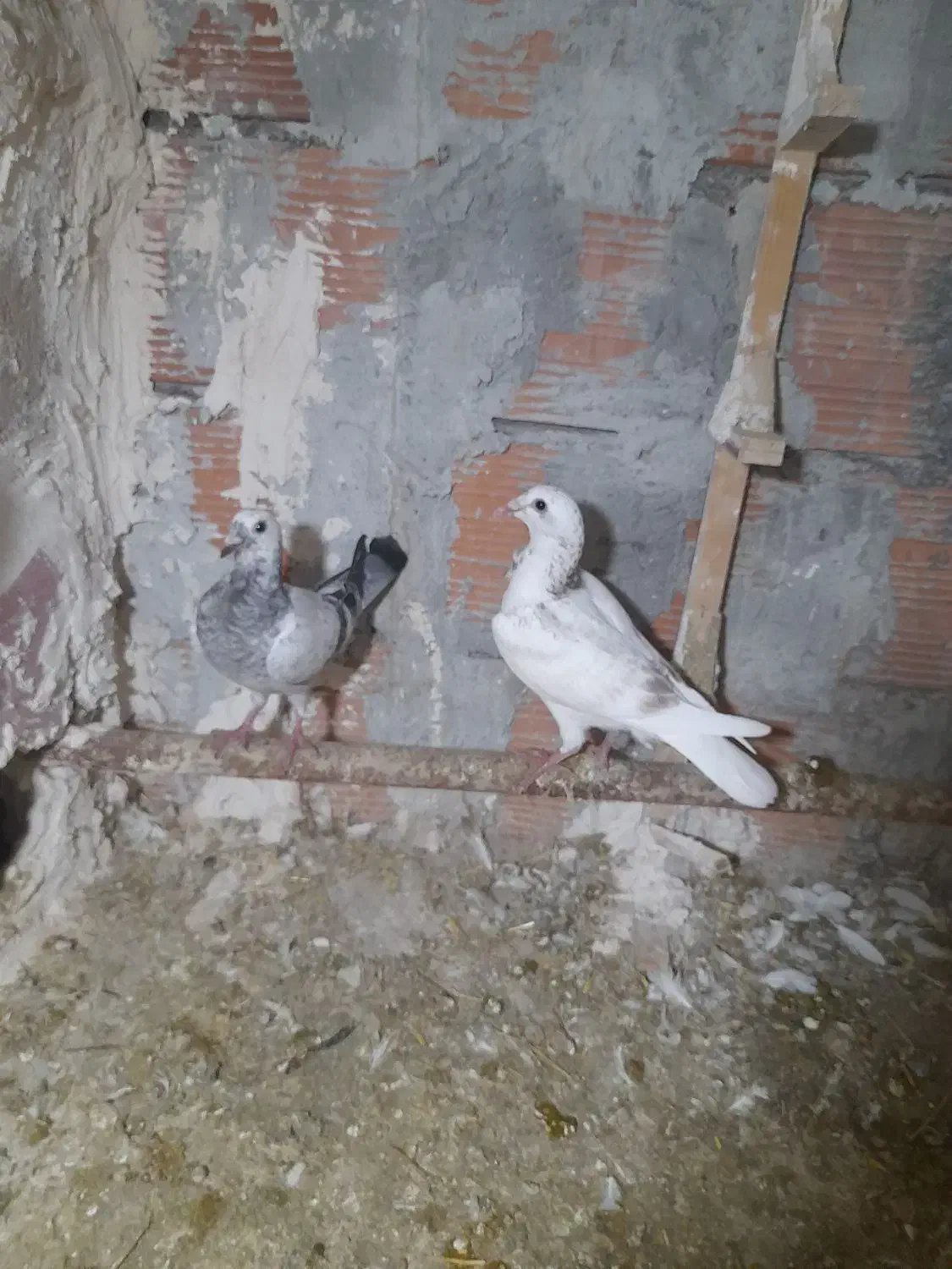 فروشی|پرنده|آشخانه, |دیوار