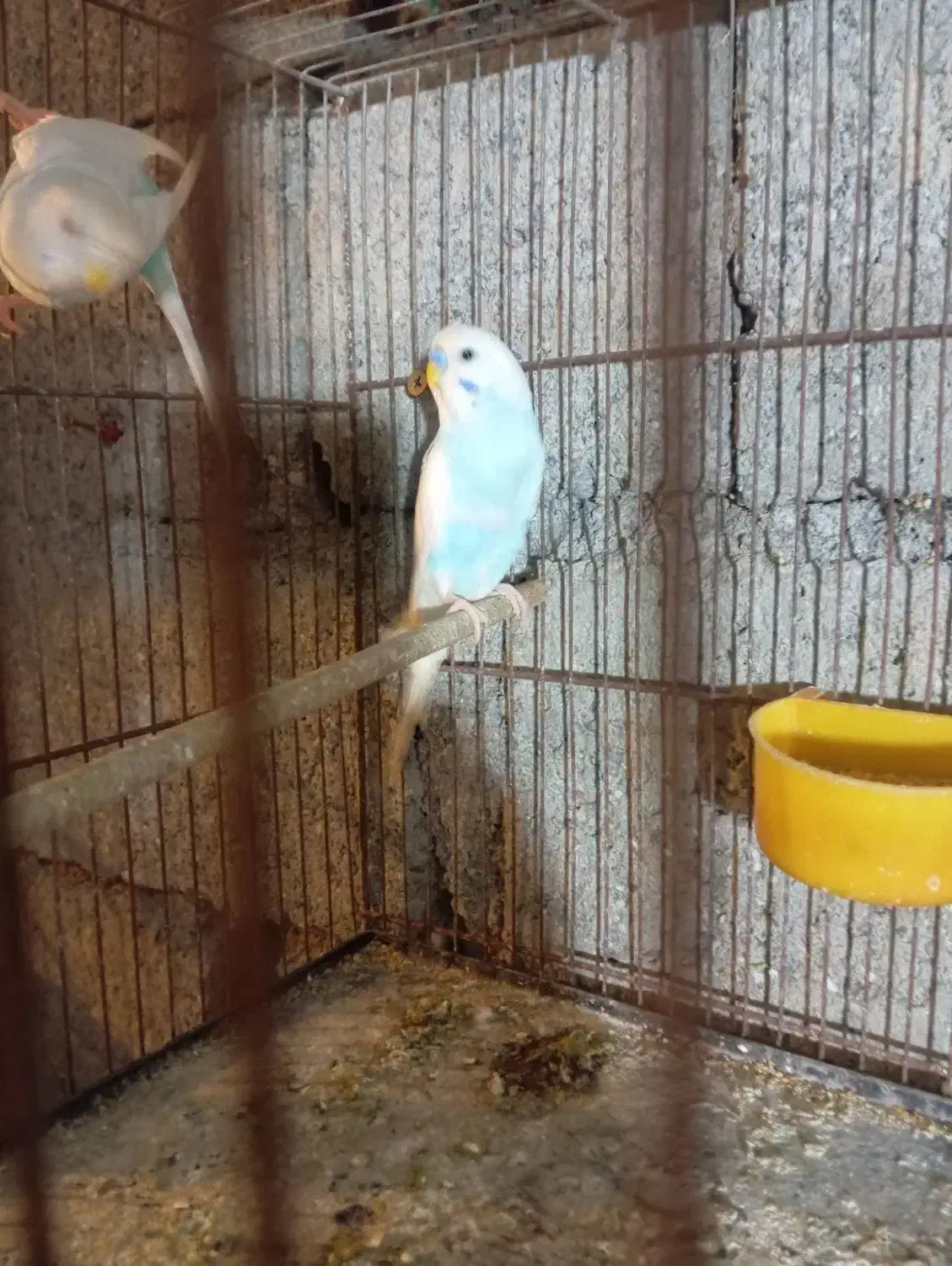 مرغ عشق|پرنده|حویق, |دیوار