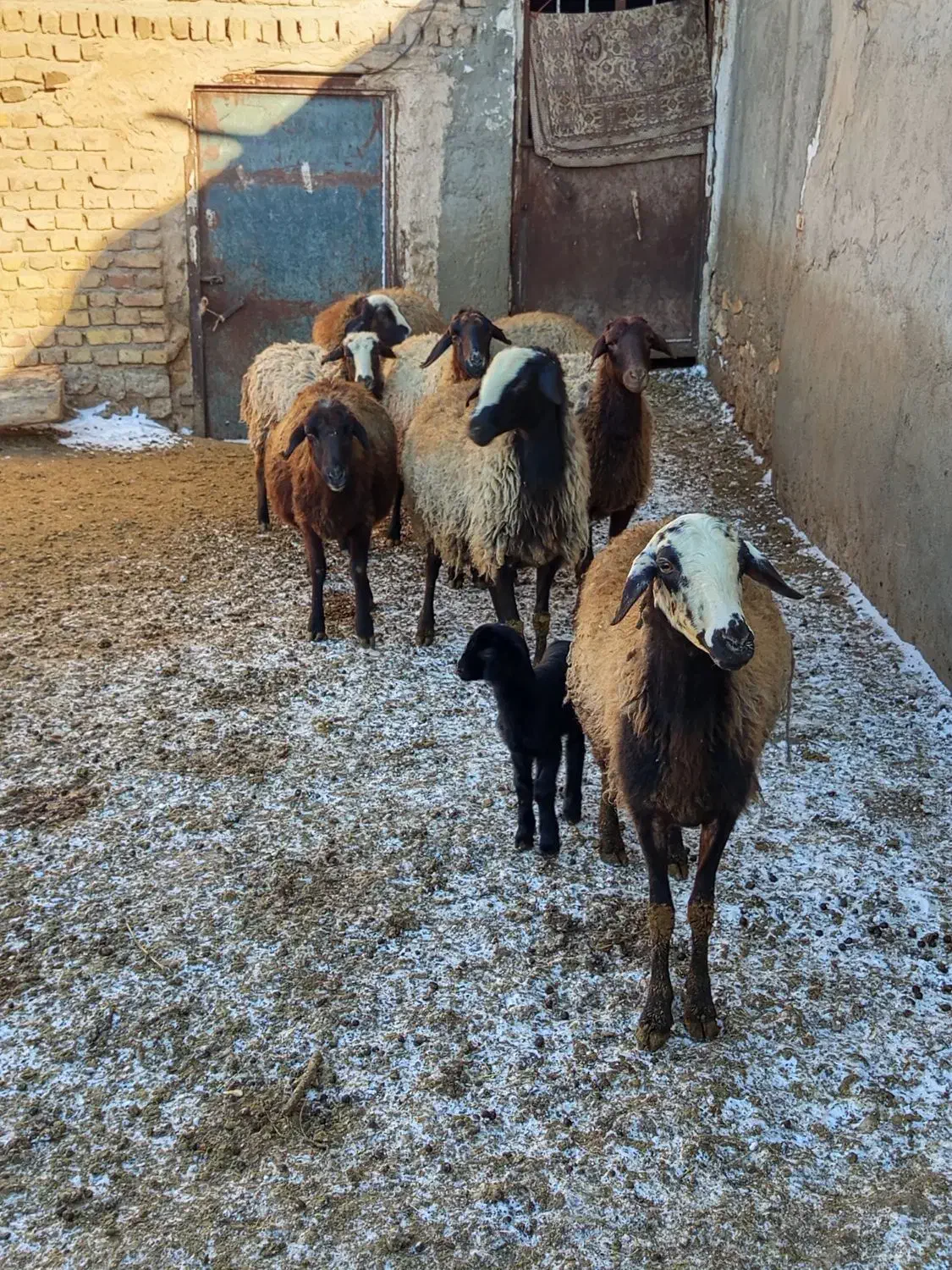 گوسفند|حیوانات مزرعه|قیدار, |دیوار