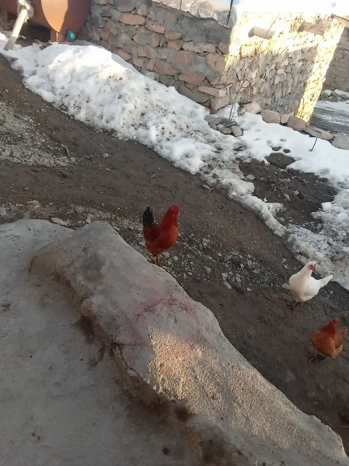 خروس فروشی|حیوانات مزرعه|سارال, |دیوار