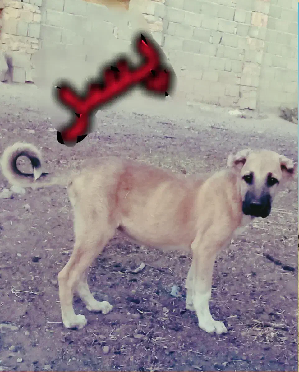 واگذاری توله نر سرابی ۴ماهه|سگ|هریس, |دیوار