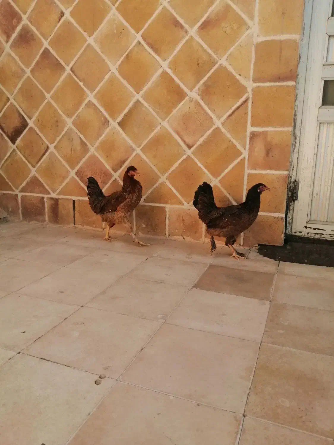 نیمچه گلین|حیوانات مزرعه|بیرجند, |دیوار