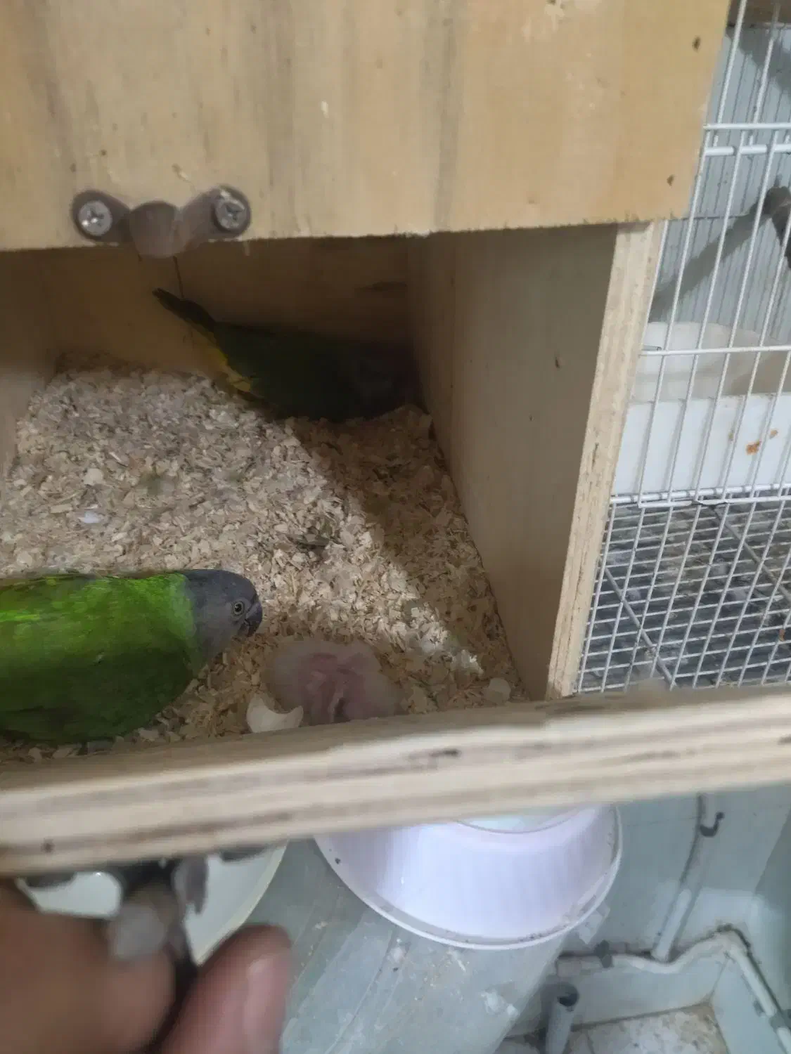 طوطی سنگال گرینچیک عروس کوتوله ردچیک|پرنده|مشهد, ابوذر|دیوار