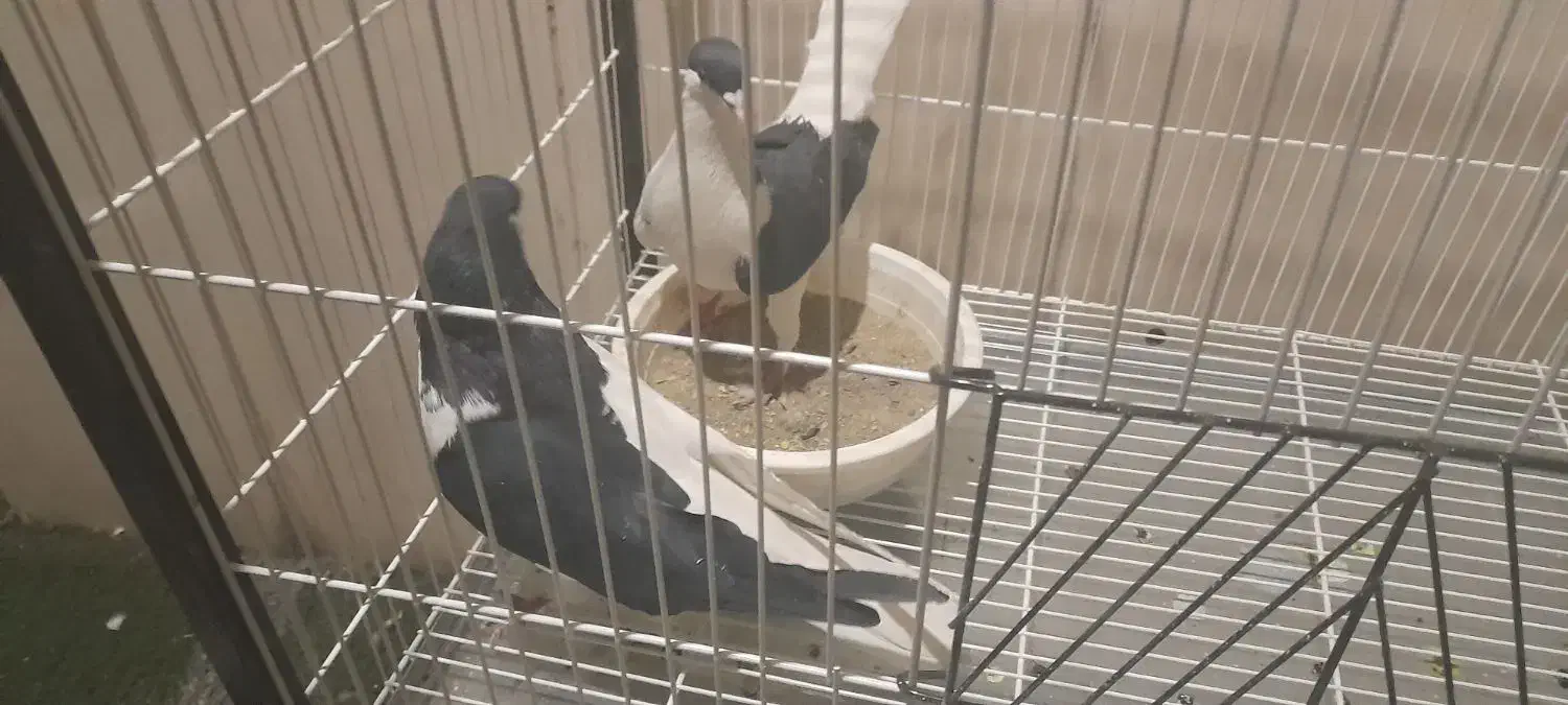 کفتر چپ و سینه ای|پرنده|تهران, شهرک استقلال|دیوار