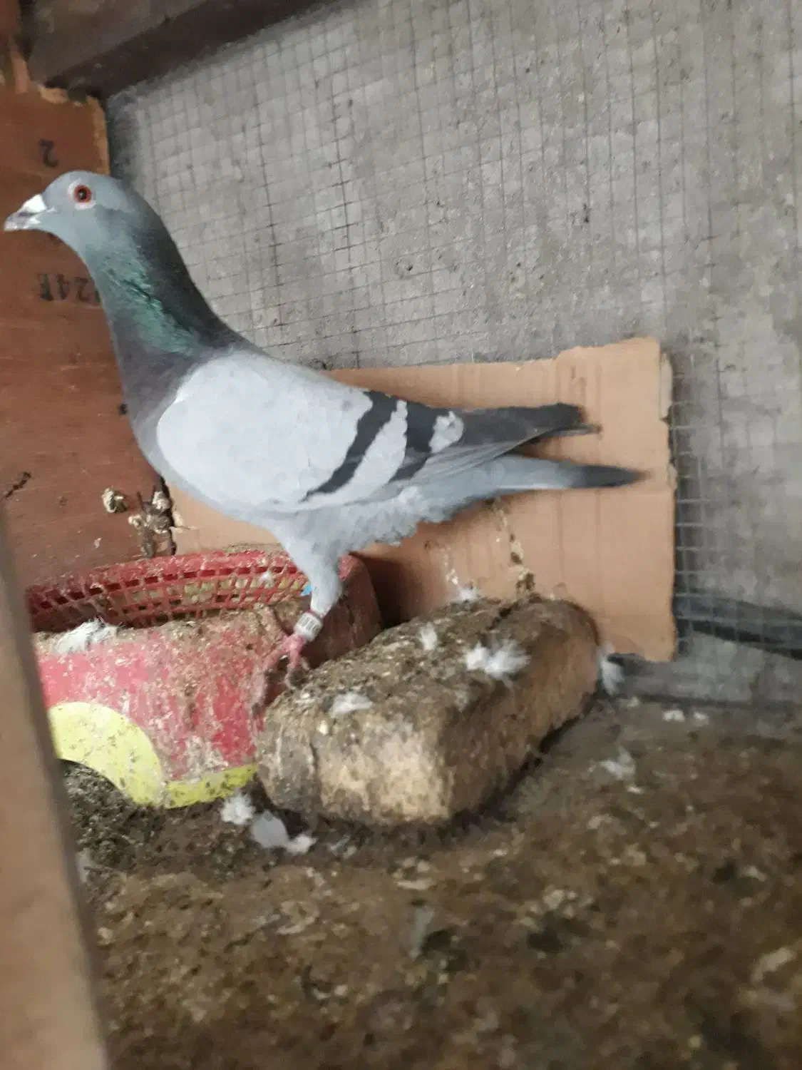 فروش پلاکی|پرنده|مسجد سلیمان, |دیوار