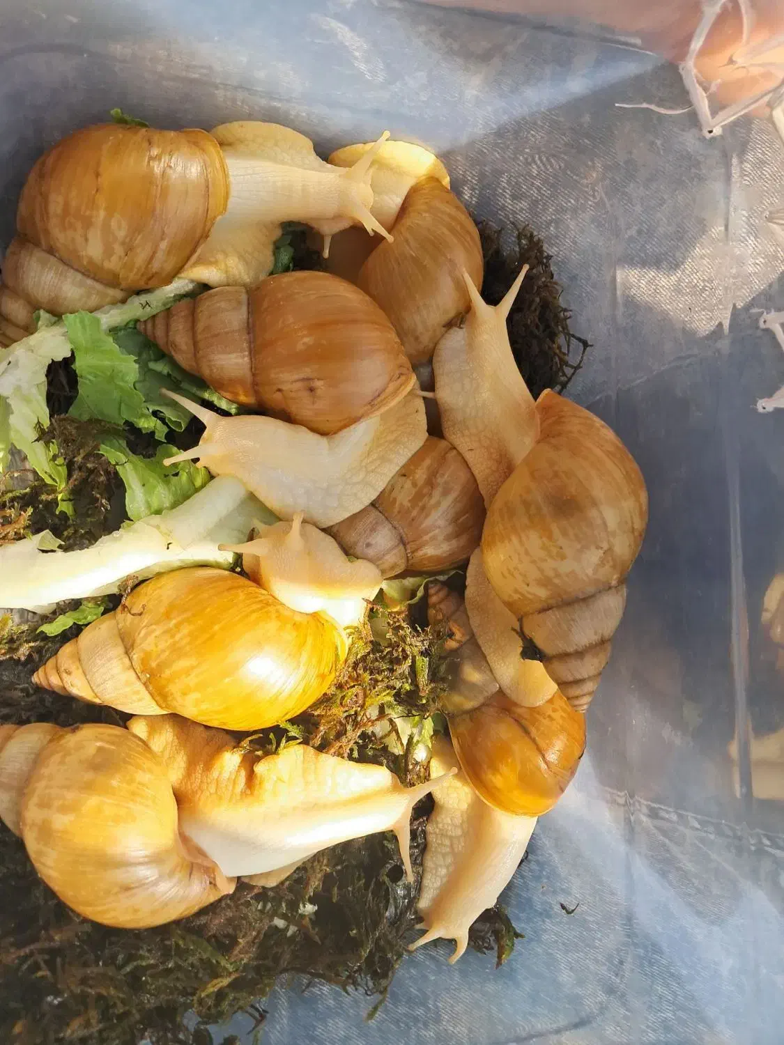 حلزون آچاتینا مولد|خزنده|قزوین, |دیوار