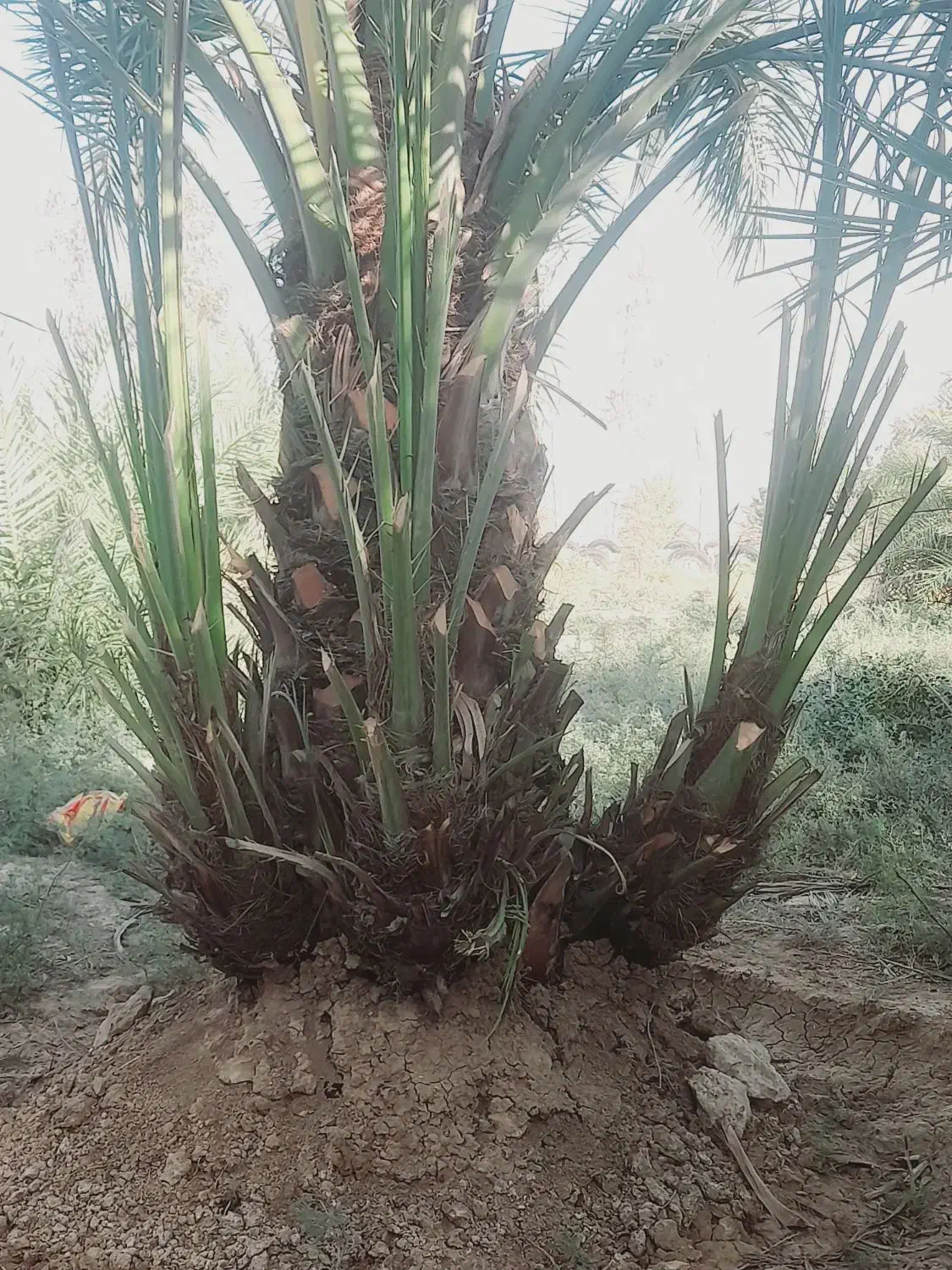 نخل برحی موجود است|خدمات باغبانی و درختکاری|رامشیر, |دیوار