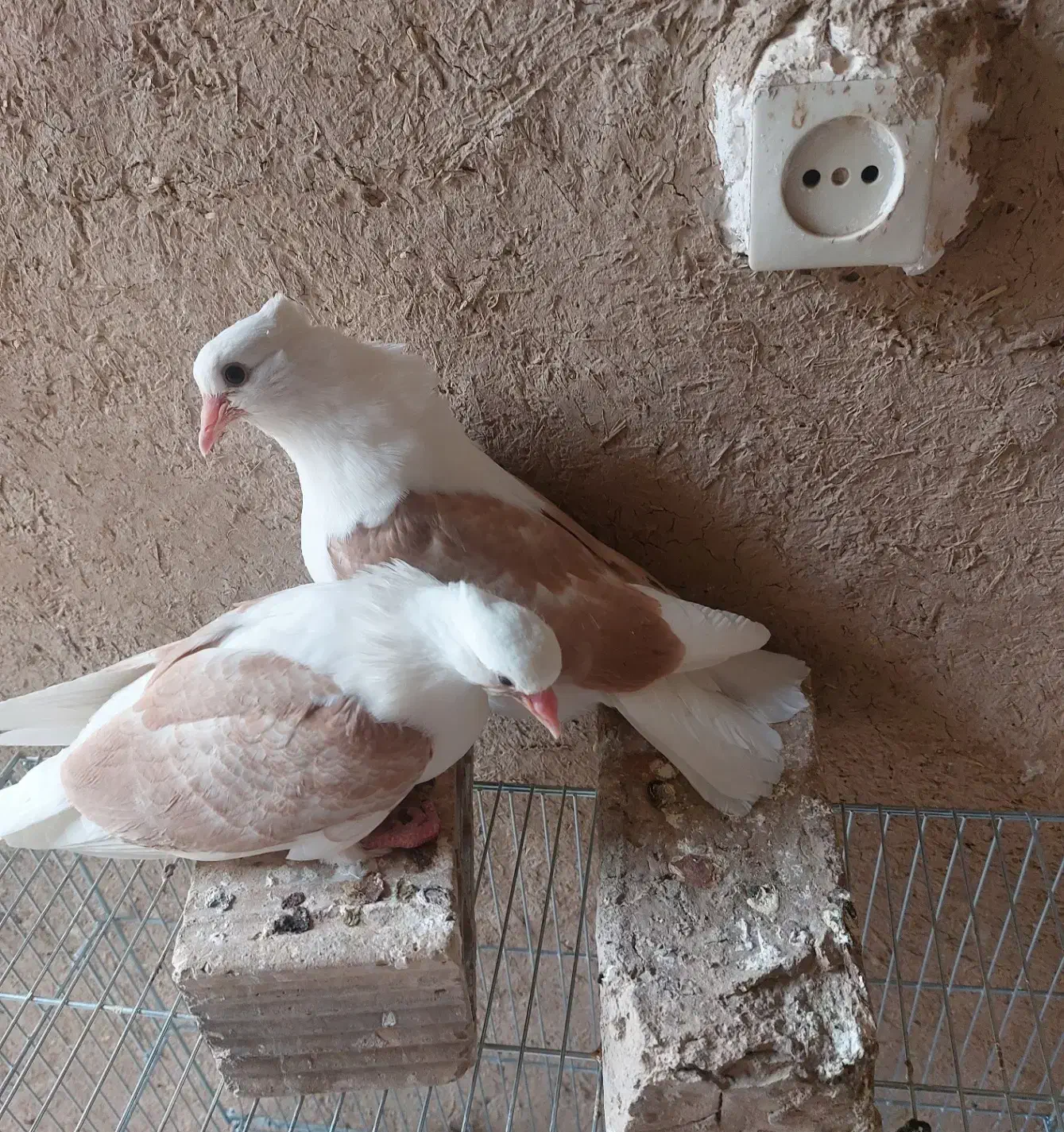 جوجه دوکت زرد خال دار (پشت دار)|پرنده|شهرضا, |دیوار