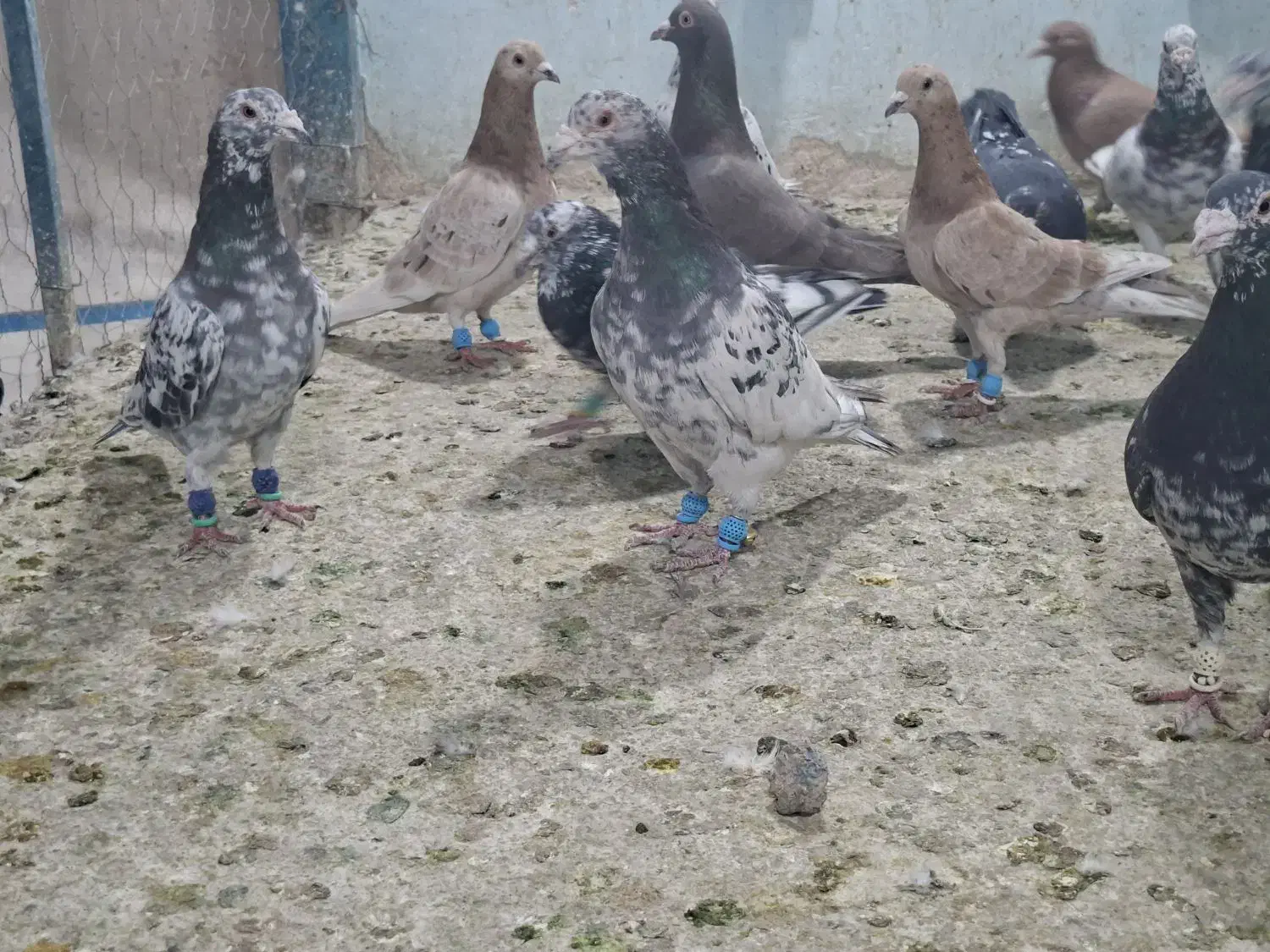 ۲۰ عدد کوهی|پرنده|کارون, |دیوار