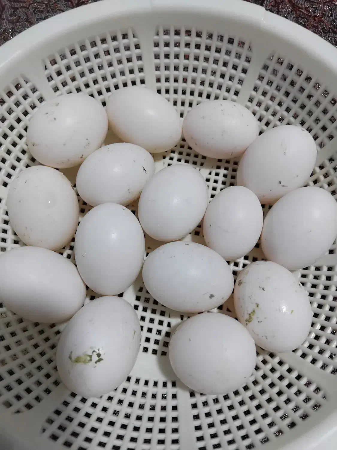 تخمکبوتر|خوردنی و آشامیدنی|برخوار, |دیوار