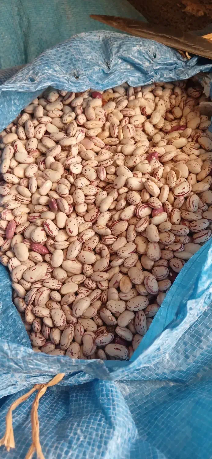 لوبیا|عمدهفروشی|دوگنبدان, |دیوار