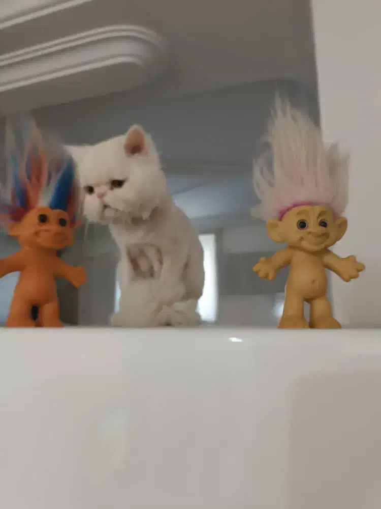 گربه پرشین سفید|گربه|سردشت, |دیوار