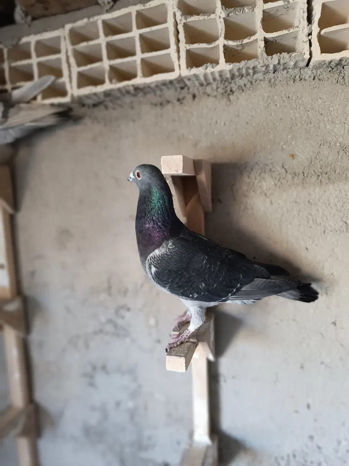 کبوتر پلاکی|پرنده|سپیدان, |دیوار