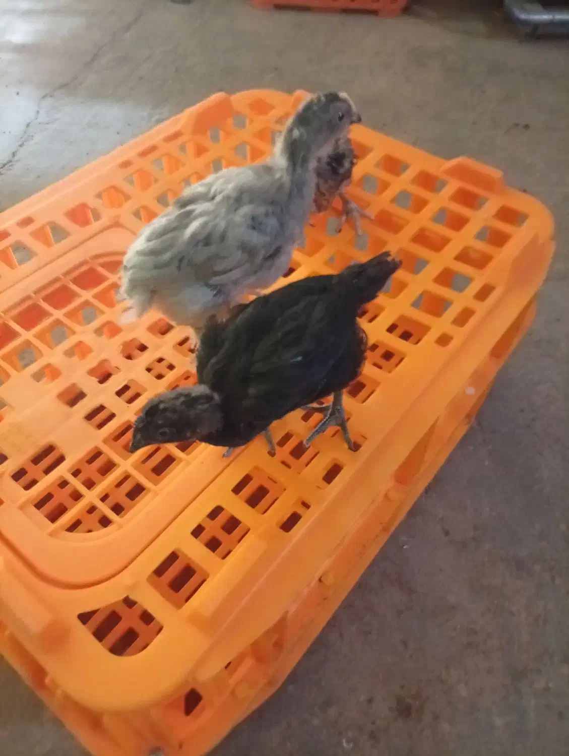 محلی|حیوانات مزرعه|مرودشت, ده بید|دیوار