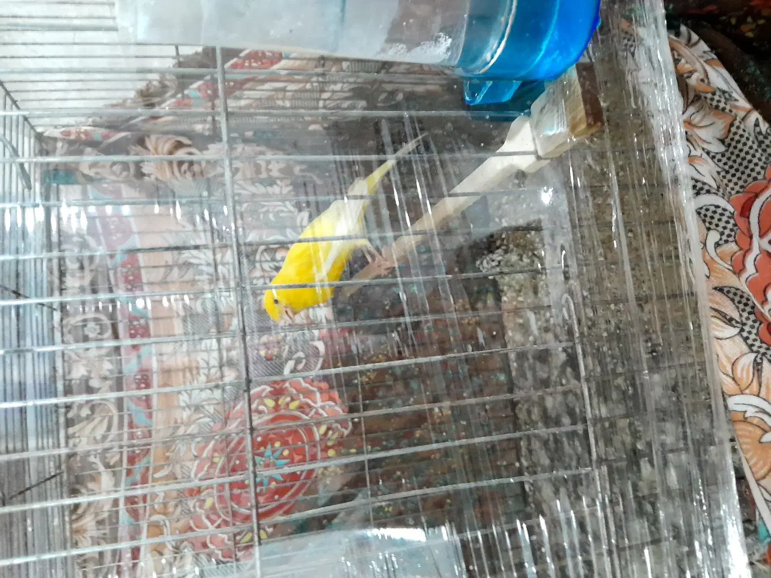 قناری|پرنده|تویسرکان, |دیوار