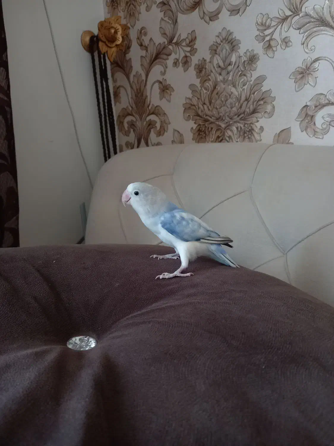 طوطی برزیلی ماده|پرنده|شاهرود, |دیوار