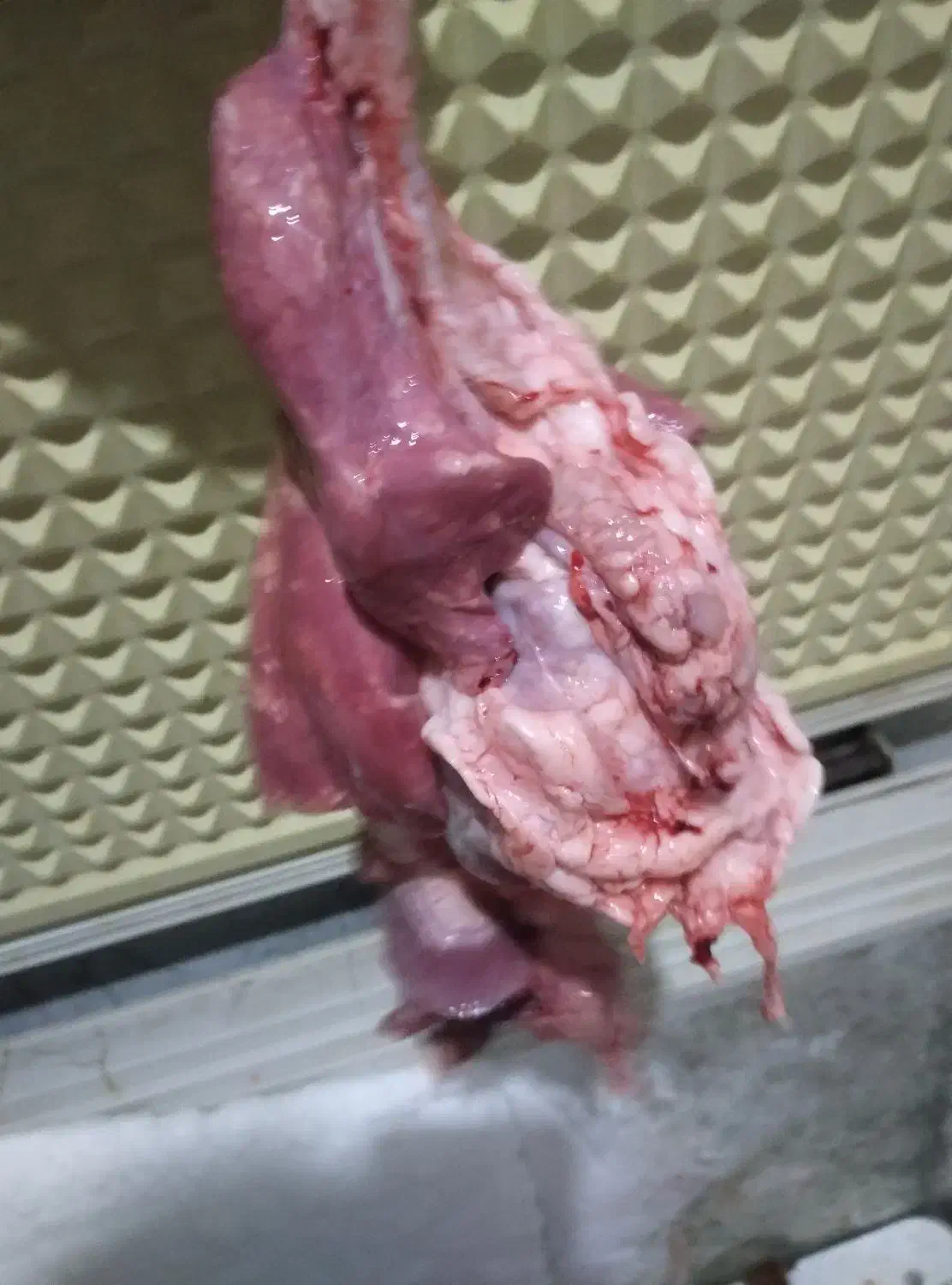 جیگر ،دنبه،کله پاچه.والایشات گوسفند وگاو|خوردنی و آشامیدنی|گالیکش, |دیوار