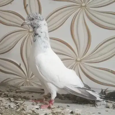 یک جفت هندی بمبویی|پرنده|بوشهر, |دیوار