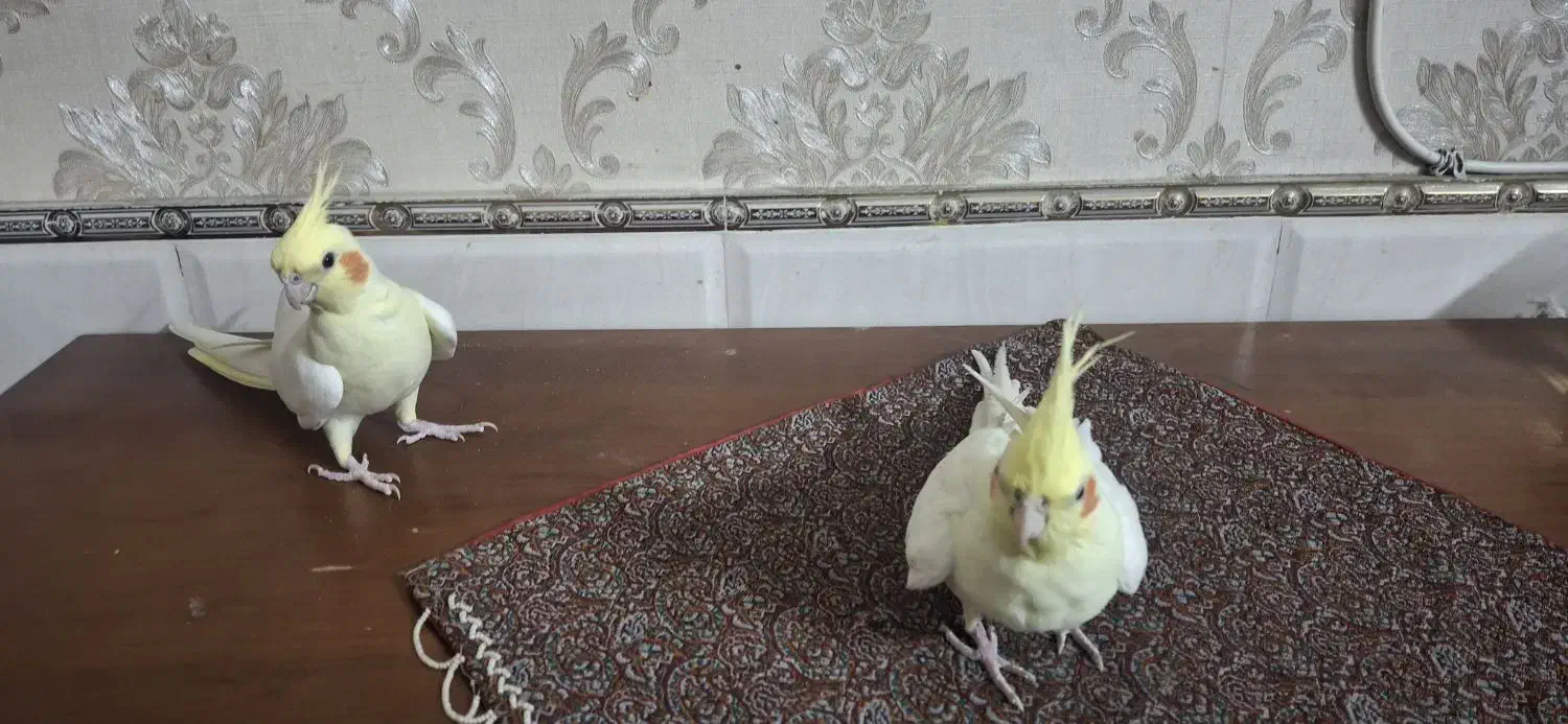 عروس هلندی|پرنده|تهران, پرستار|دیوار