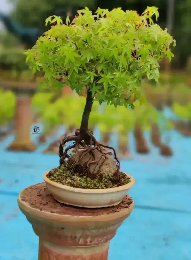 بونسای افرا و پیرکانتا|گل و گیاه طبیعی|تهران, امیرآباد|دیوار