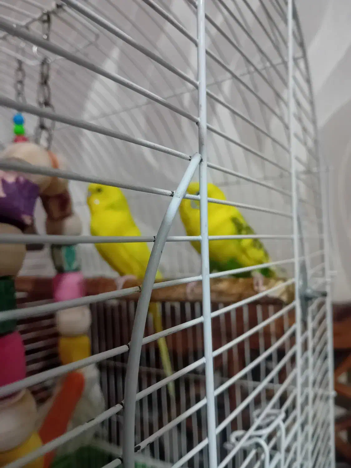 برنده|پرنده|قم, پردیسان|دیوار