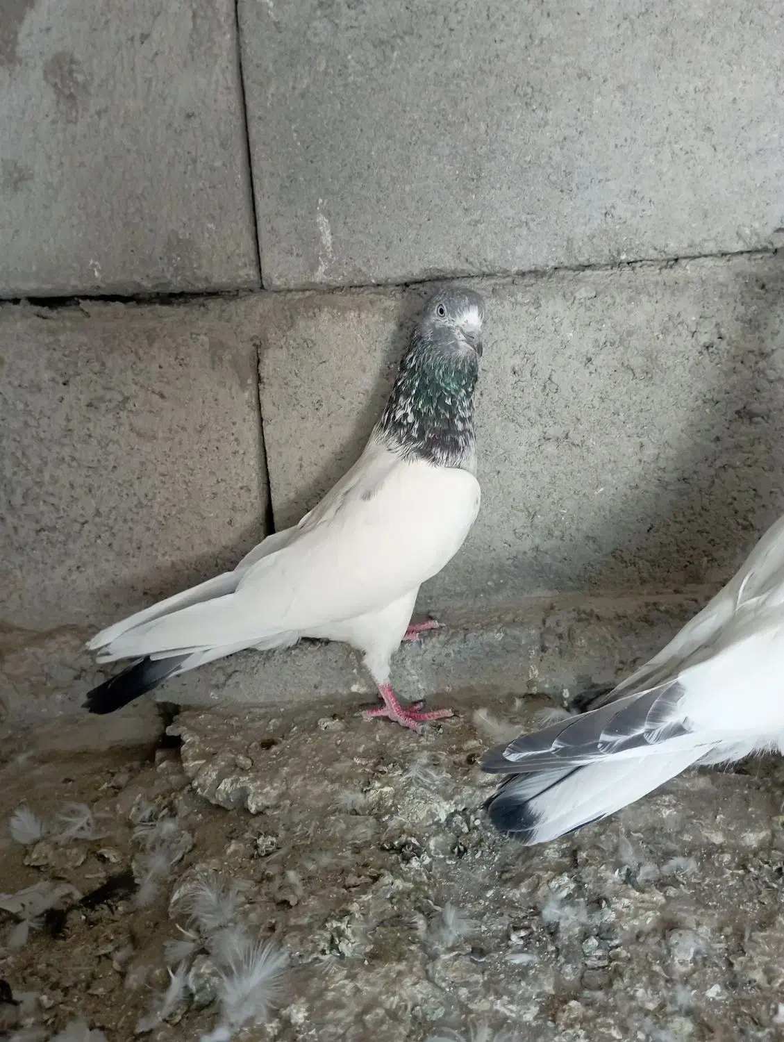 کبوتر فروشی پاکستانی|پرنده|سندرک, |دیوار