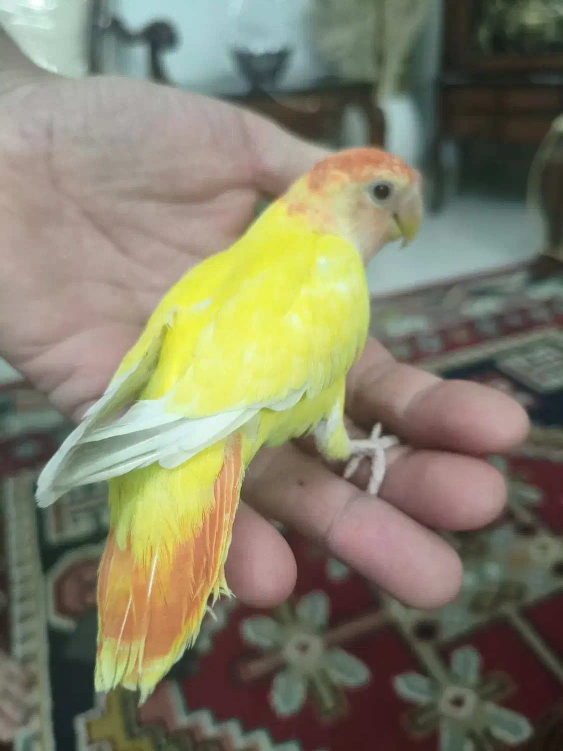 طوطی برزیلی ماده رام|پرنده|فردیس, فرامرزیه|دیوار