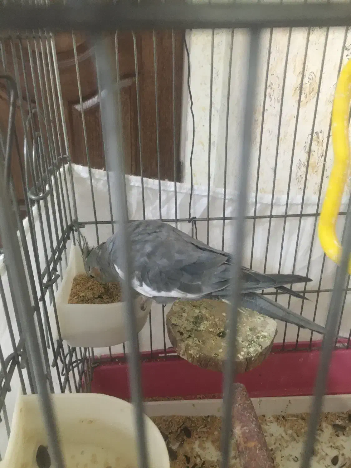 عروس هلندی فوری فروشی|پرنده|تهران, سبلان (لشگر)|دیوار