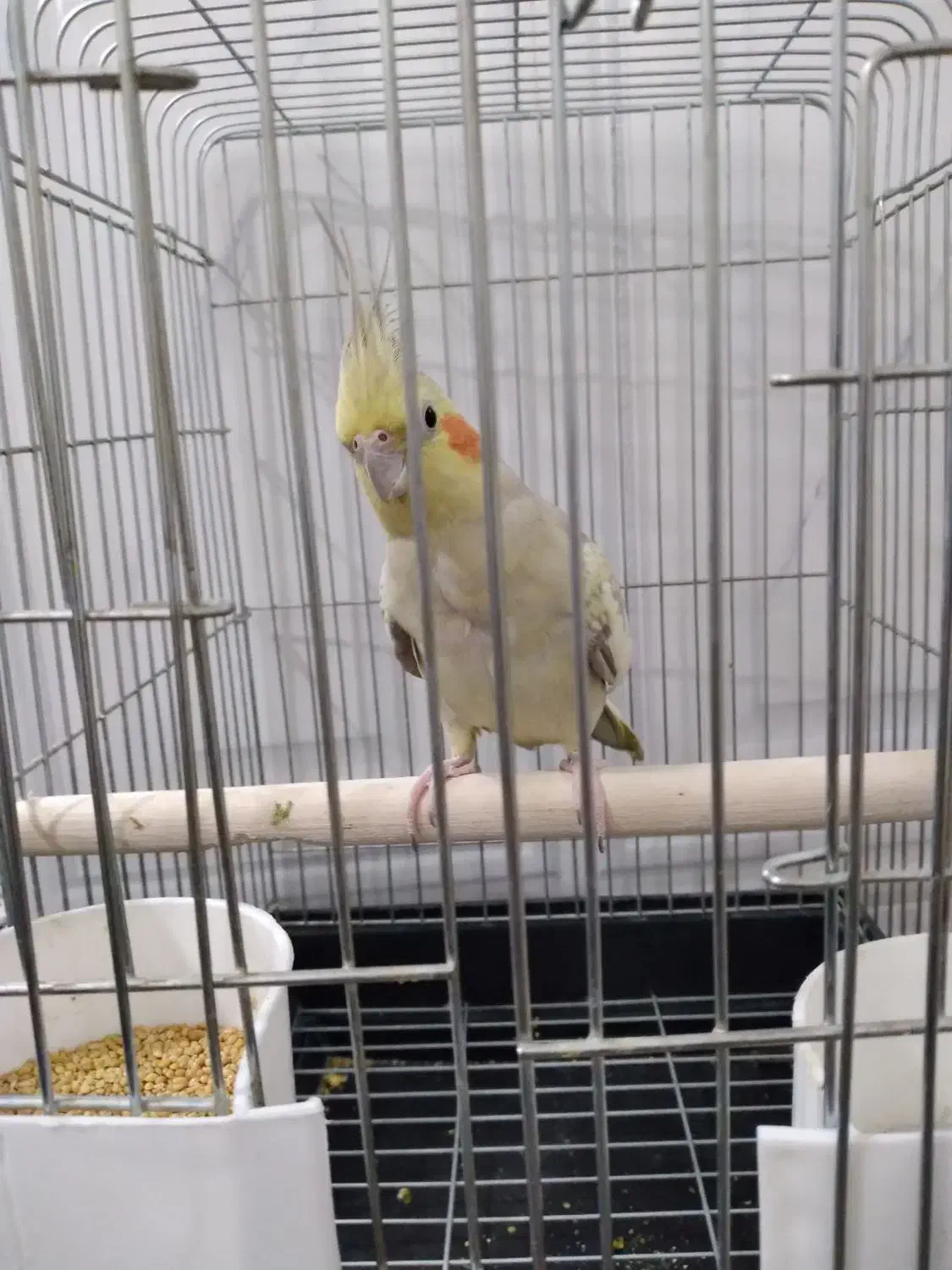 عروس هلندی ماده|پرنده|نسیمشهر, |دیوار