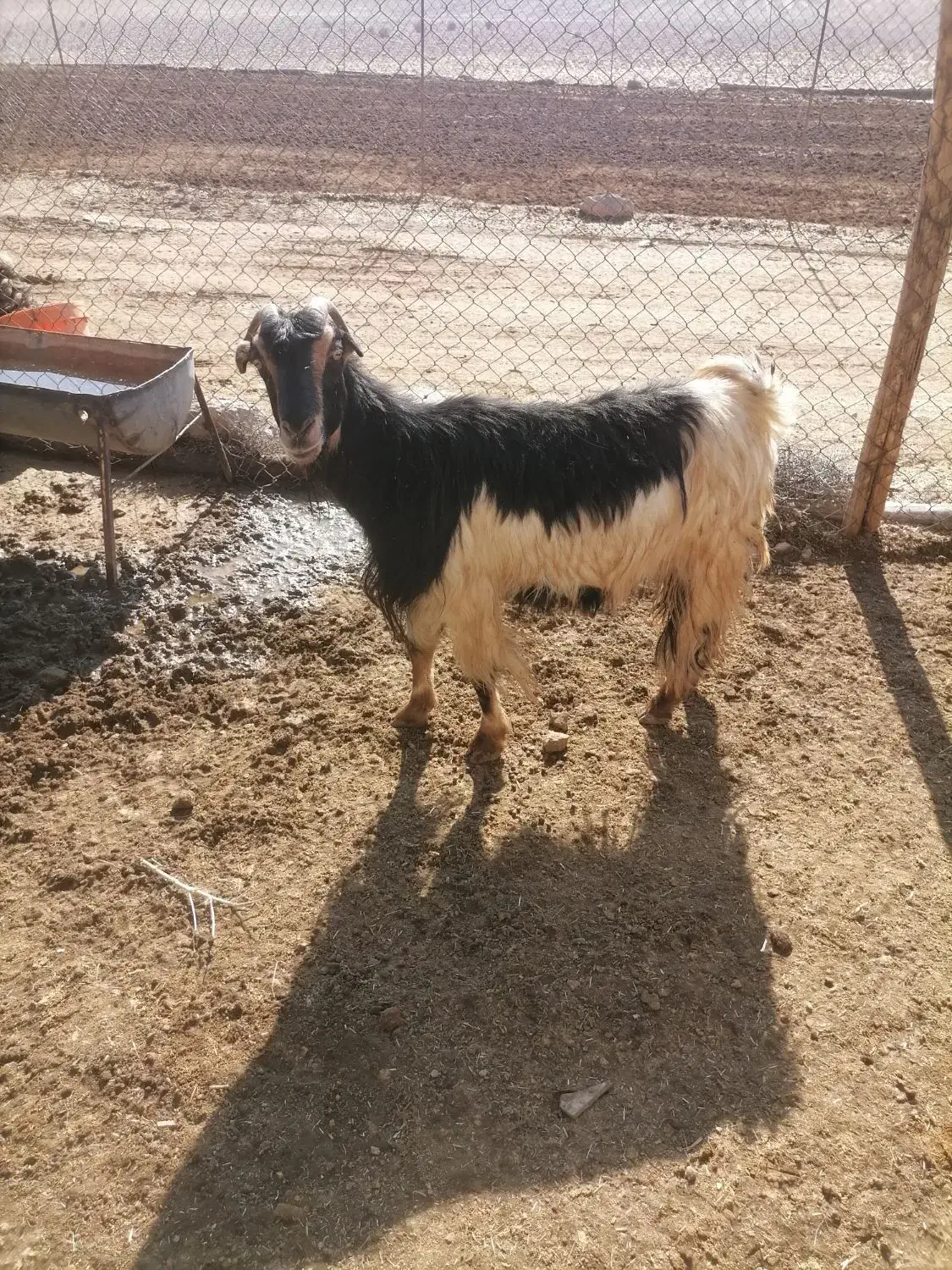 بز، چاق|حیوانات مزرعه|شیراز, داریون|دیوار