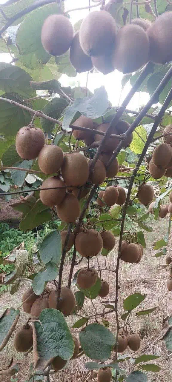 خریدار کیوی سردرختی|خدمات باغبانی و درختکاری|کیاکلا, |دیوار