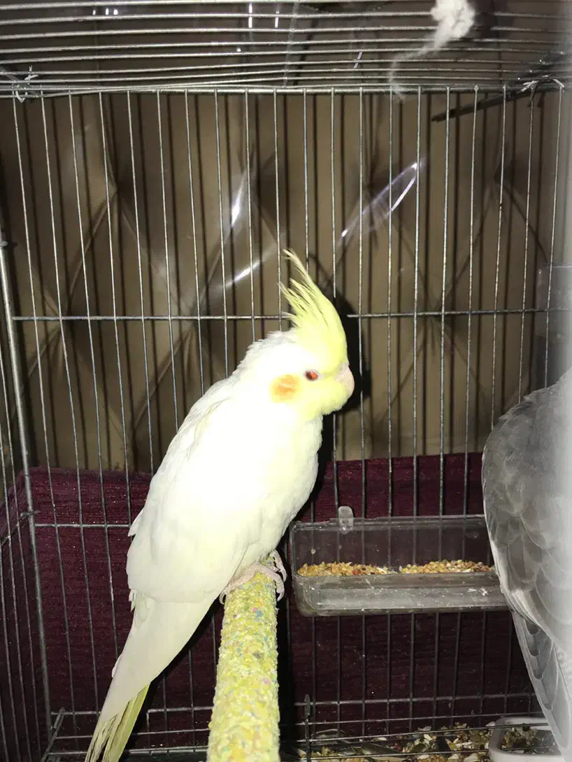 عروس هلندی|پرنده|رباط‌کریم, رباط‌کریم|دیوار