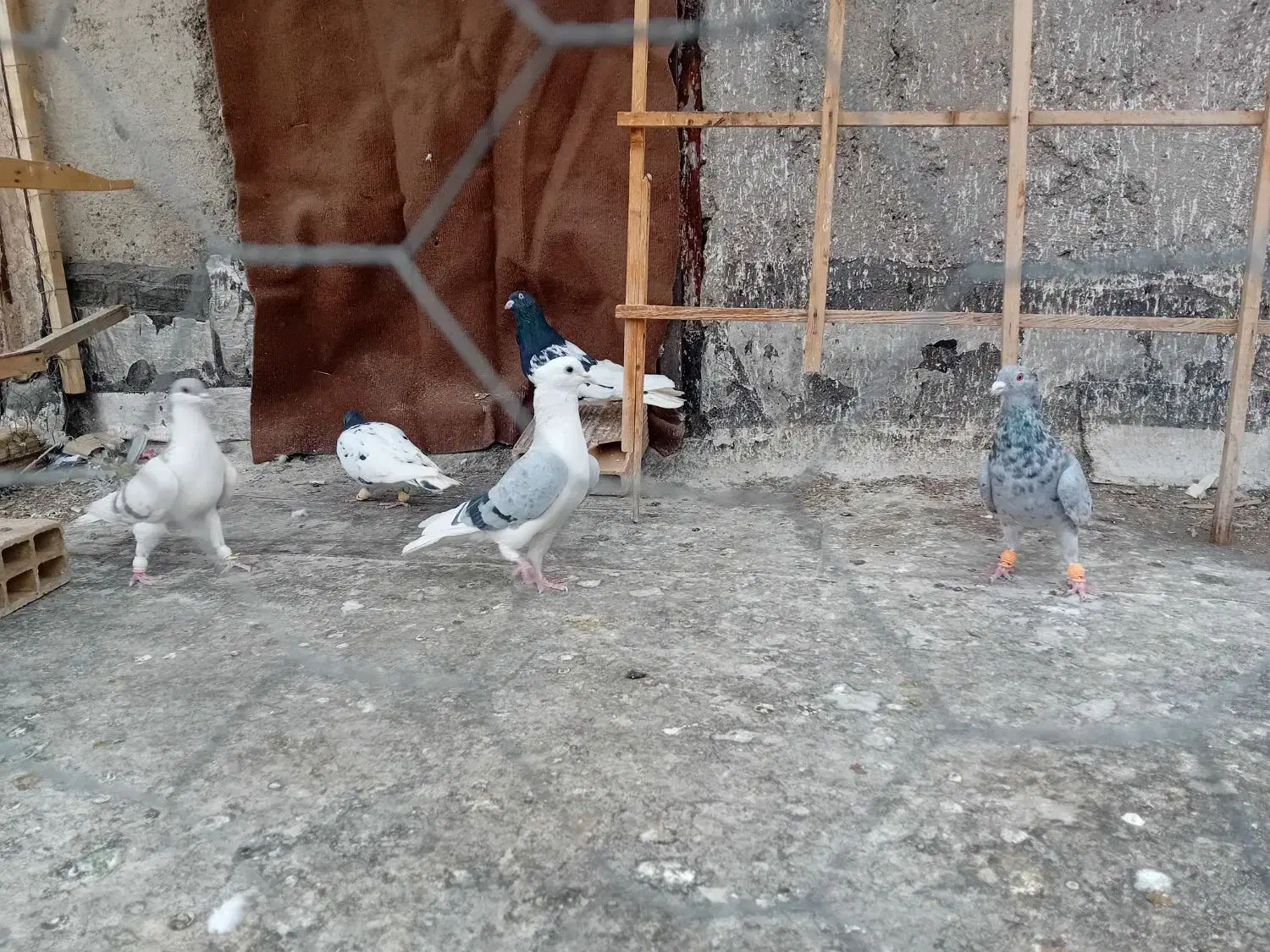 کبوتر|پرنده|محمدیه-قزوین, |دیوار