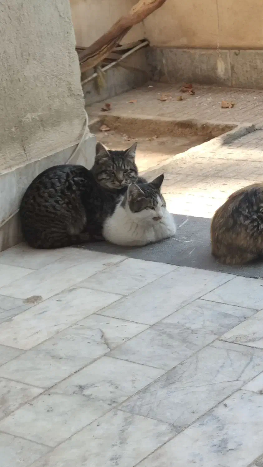 گربه dsh|گربه|رباط‌کریم, رباط‌کریم|دیوار