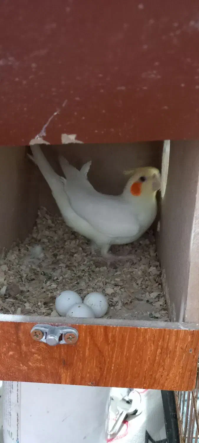 فروش عروس هلندی مولود|پرنده|اسلامشهر, چیچکلو|دیوار