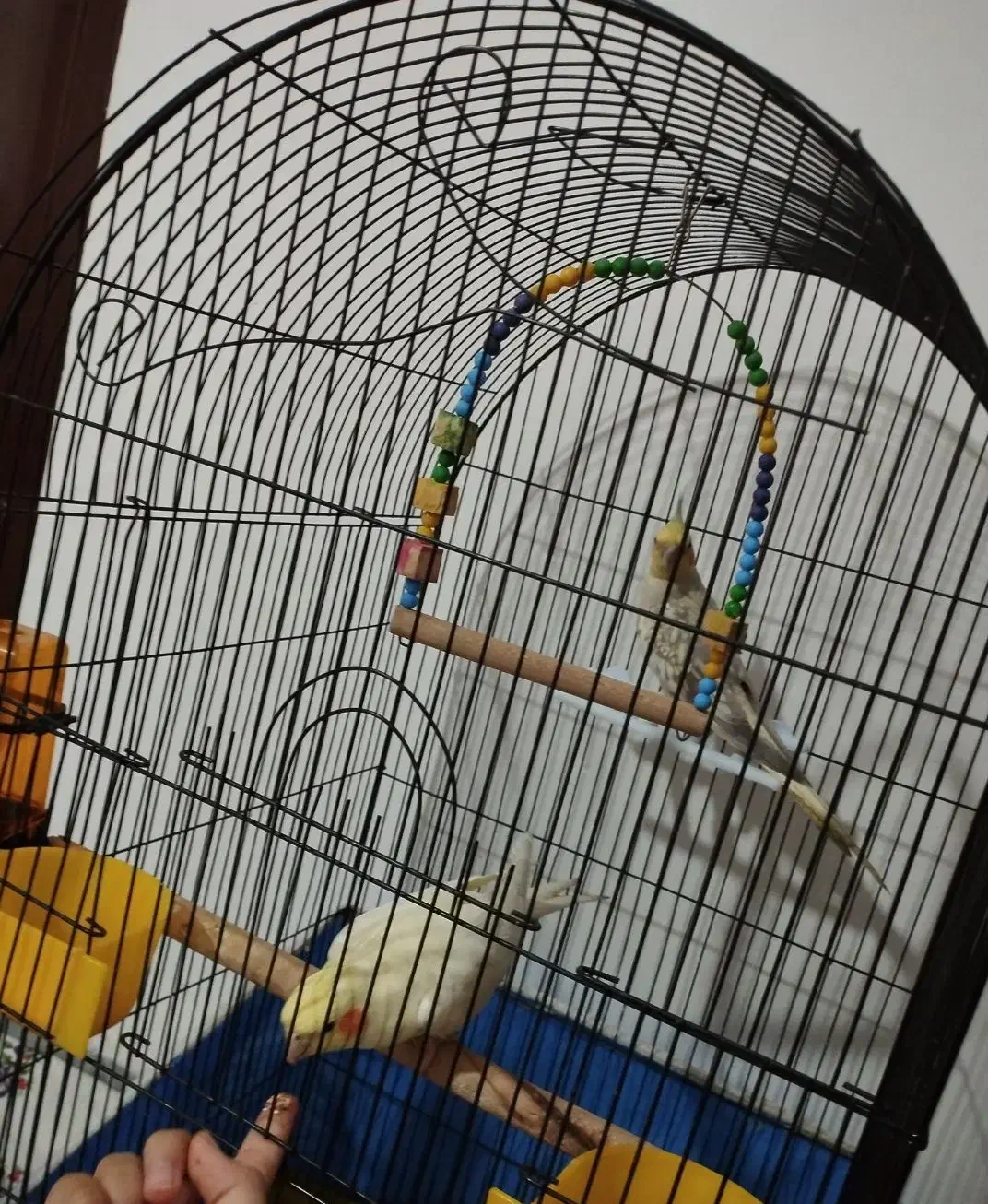 عروس هلندی|پرنده|فردیس, شهرک ارم|دیوار