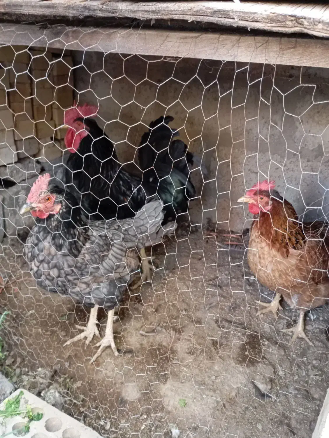 مرغ و خروس|حیوانات مزرعه|امیدیه, |دیوار